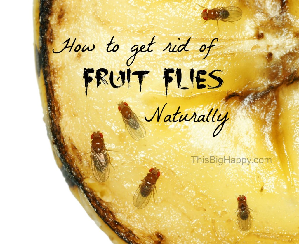 Get rid of fruit flies naturally