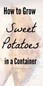 How to grow sweet potatoes in containers