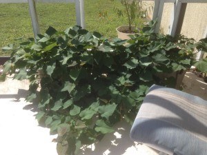 How to grow sweet potatoes in containers